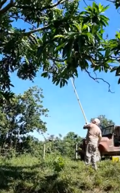 Cultivation