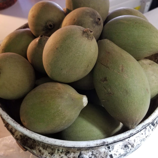 Fresh Jagua fruits