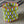 Art# K311  3 inch. Original Kayapo Traditional Peyote stitch Beaded Bracelet from Brazil.